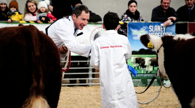Irish National Hereford Calf Show 2019