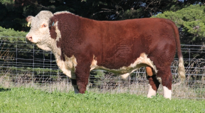 New Breed Improvement Scheme bull – Pute Nascar N13